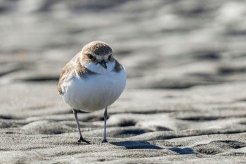 シロチドリ ふなばし三番瀬海浜公園 2023年1月28日(土)