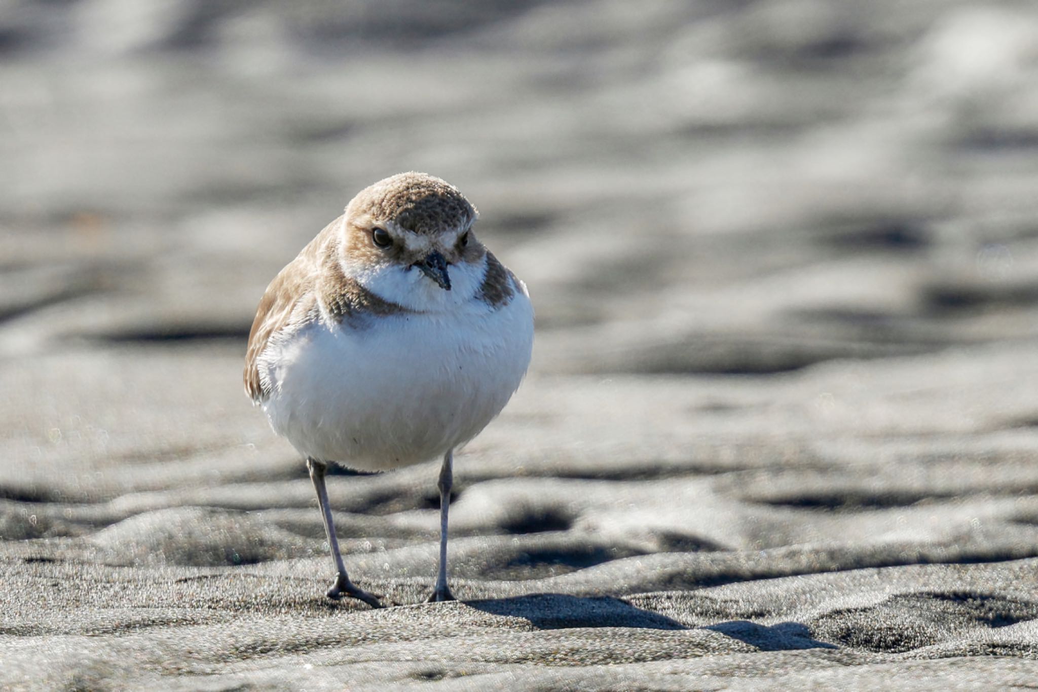 Kentish Plover