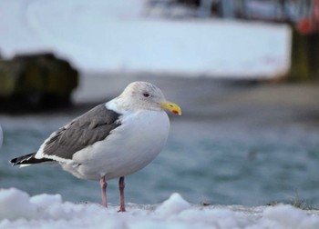 Slaty-backed Gull 苫小牧漁港 Sat, 12/24/2022