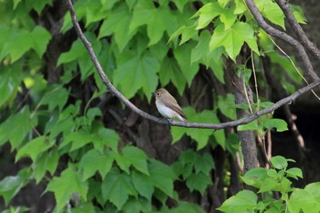 2018年4月22日(日) 大阪城公園の野鳥観察記録