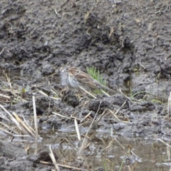 Thu, 4/16/2020 Birding report at 流山市新川耕地