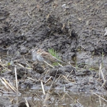 Little Bunting 流山市新川耕地 Thu, 4/16/2020