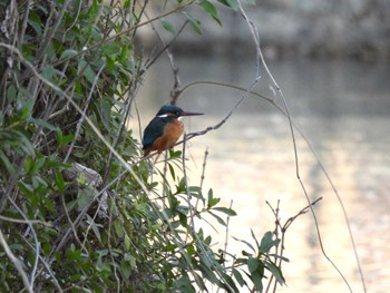 カワセミ 名城公園 2023年2月15日(水)