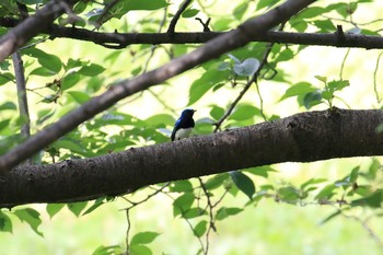 オオルリ 大阪城公園 2018年4月22日(日)