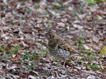 Wed, 2/15/2023 Birding report at 横浜市立金沢自然公園