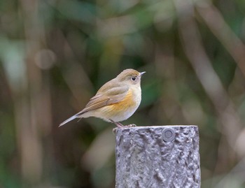 2023年2月15日(水) 氷取沢市民の森の野鳥観察記録