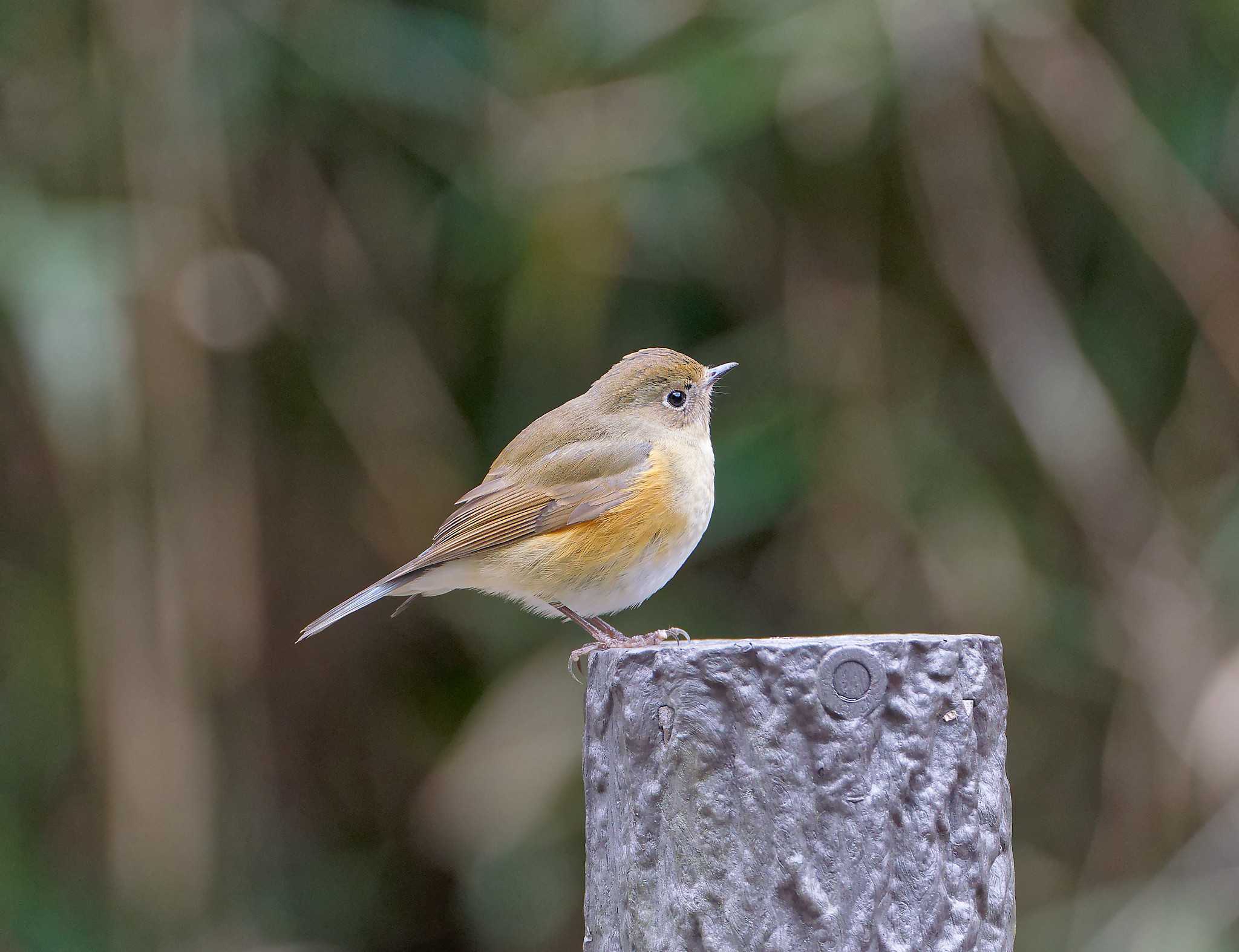 Red-flanked Bluetail