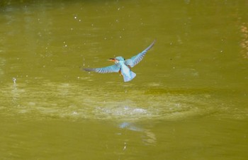 カワセミ 万代池 2023年2月15日(水)