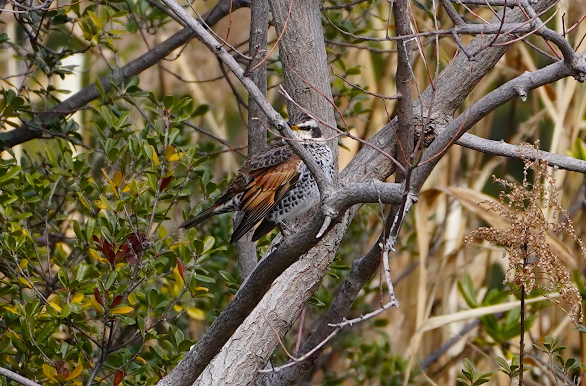 Photo of Dusky Thrush at 万代池 by アルキュオン