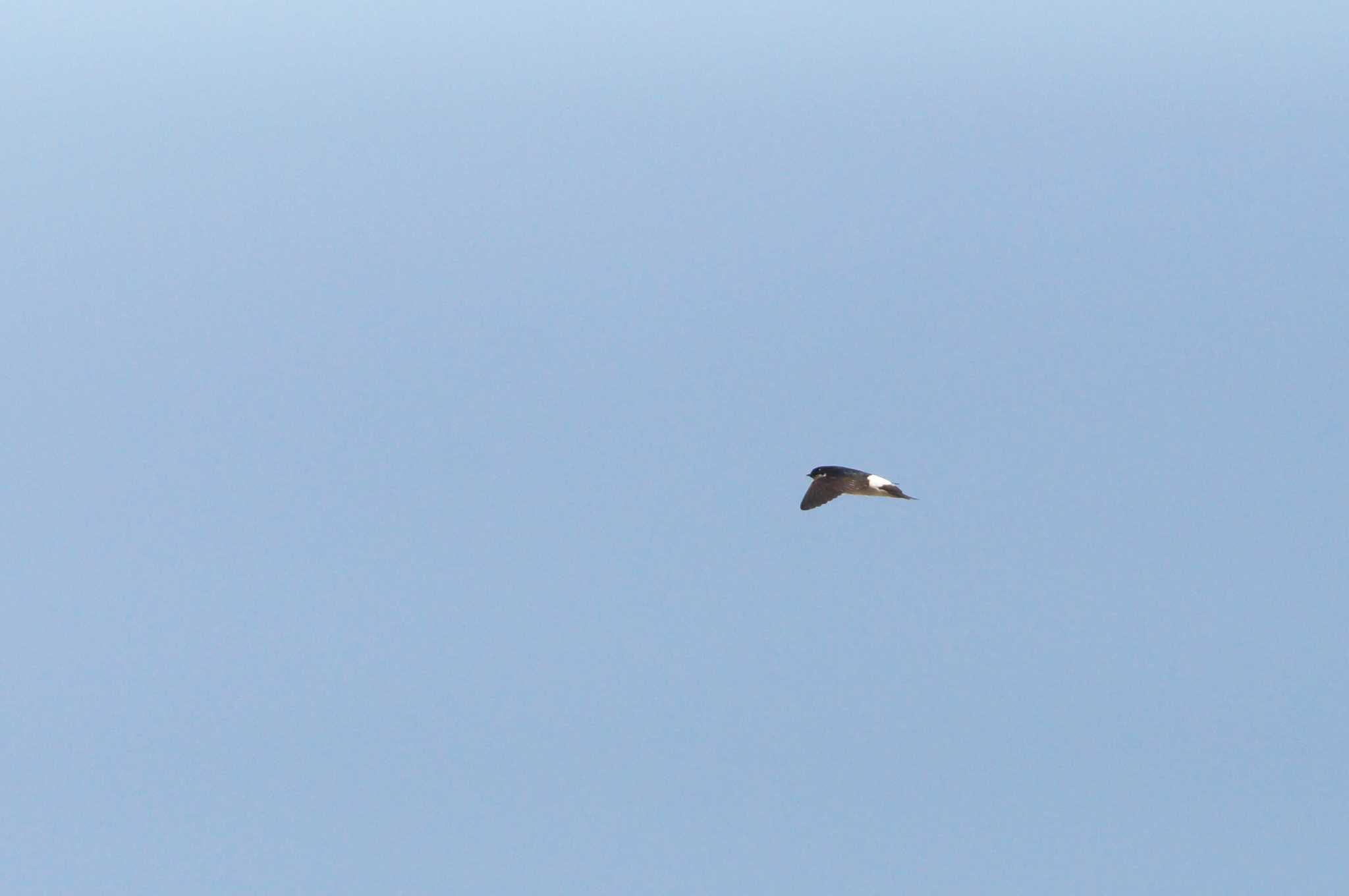 Photo of Asian House Martin at Mt. Takao by bea