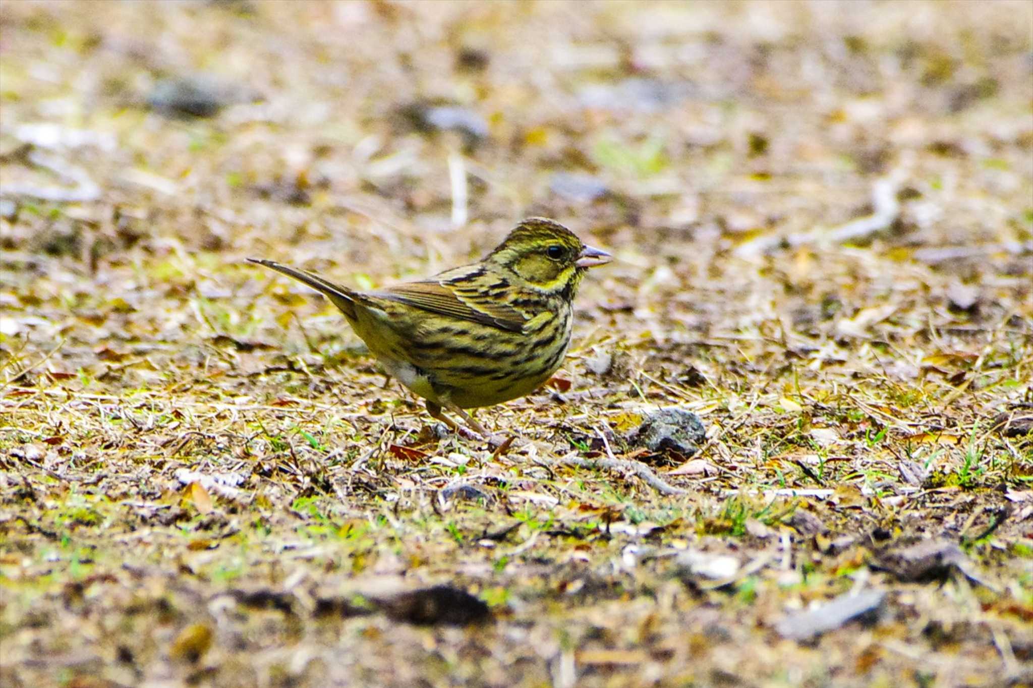 Masked Bunting