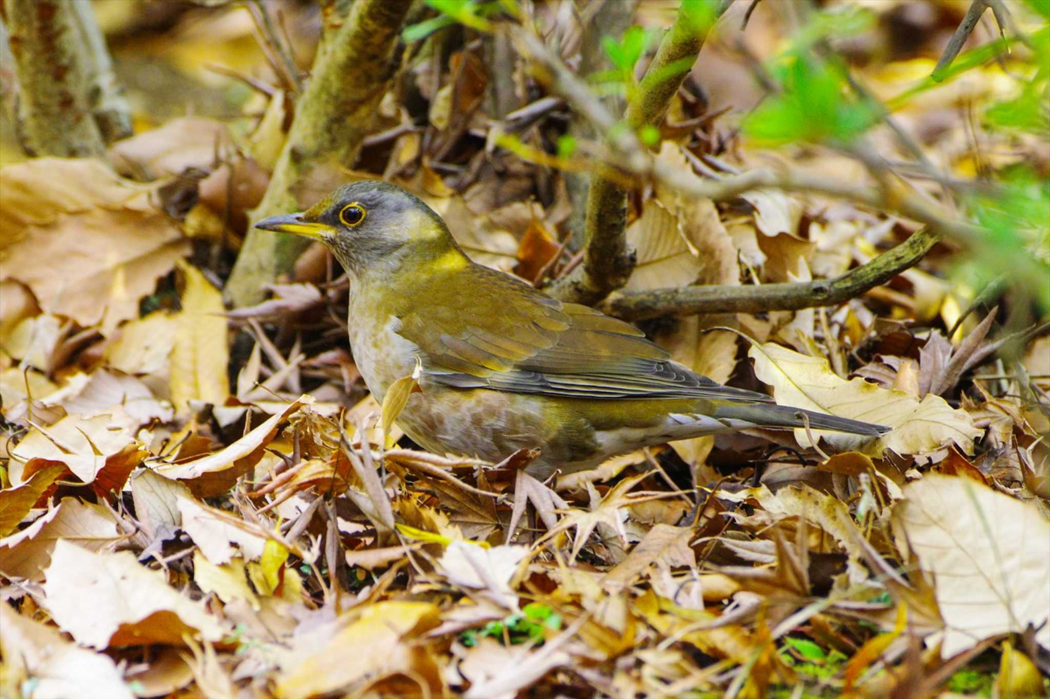 Photo of Pale Thrush at 厚木つつじの丘公園 by BW11558