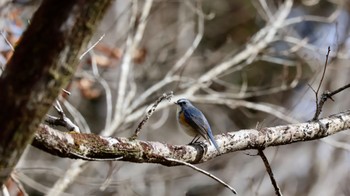 Red-flanked Bluetail Arima Fuji Park Wed, 2/15/2023