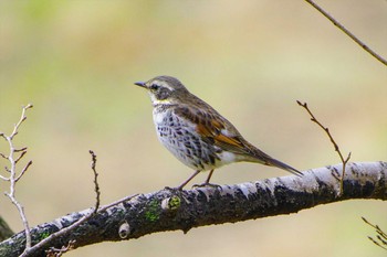 Dusky Thrush 厚木つつじの丘公園 Sun, 2/12/2023