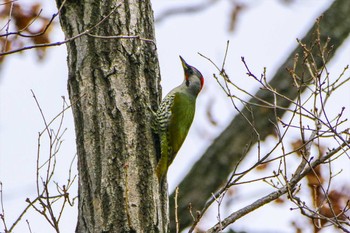 Japanese Green Woodpecker 厚木つつじの丘公園 Sun, 2/12/2023