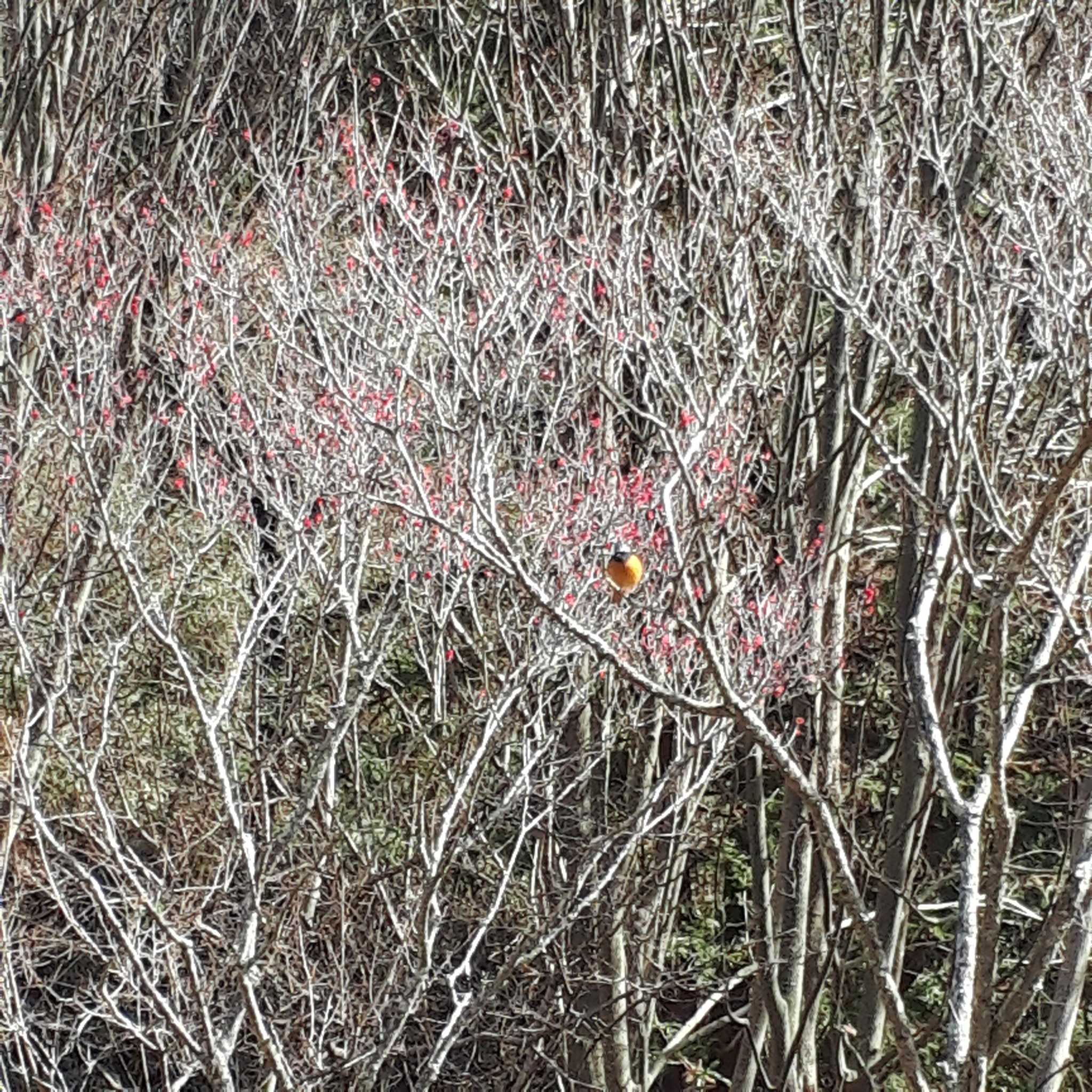 Photo of Daurian Redstart at Kobe Forest Botanic Garden by ちゅん