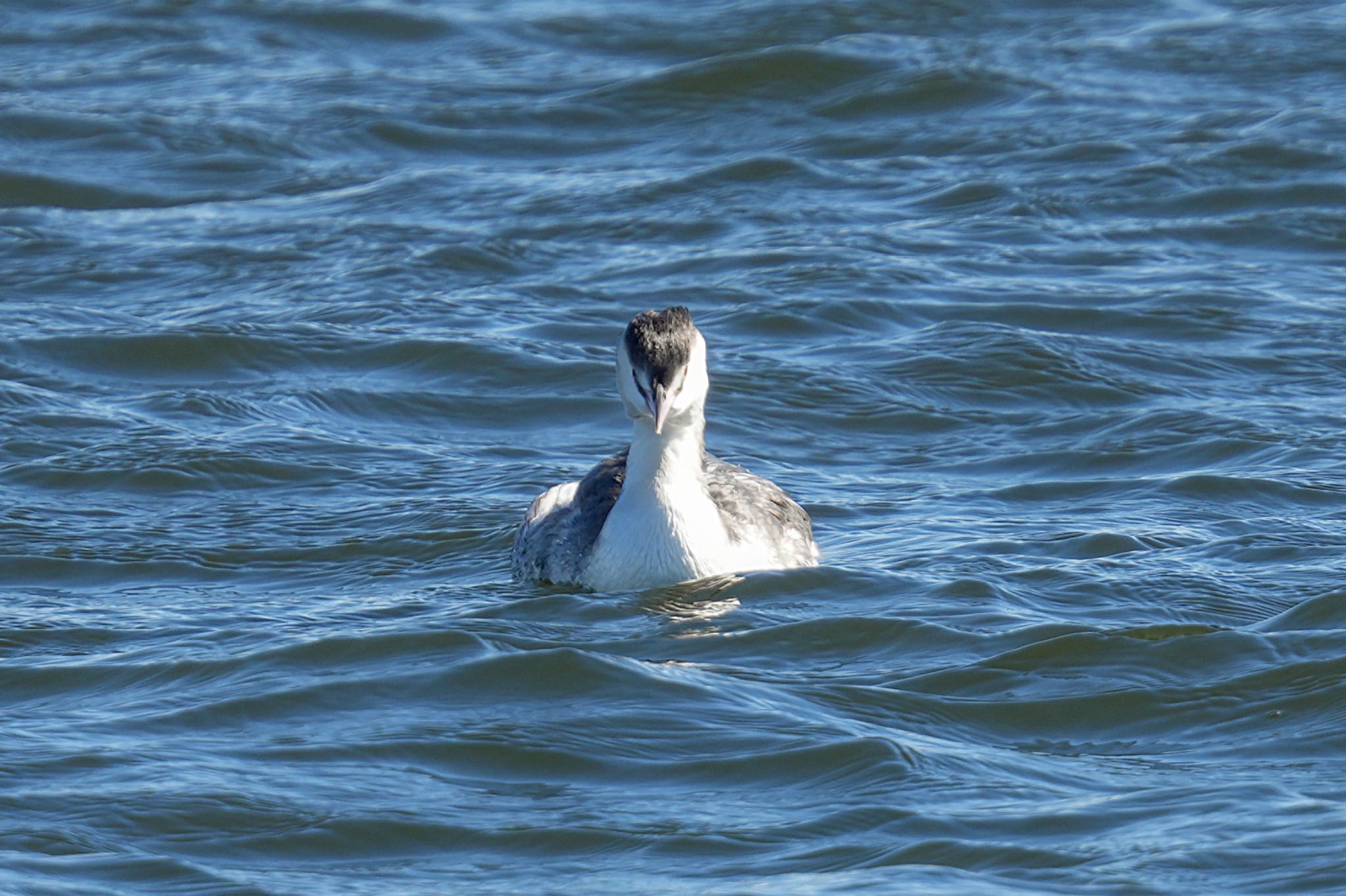 Photo of Great Crested Grebe at Sambanze Tideland by アポちん