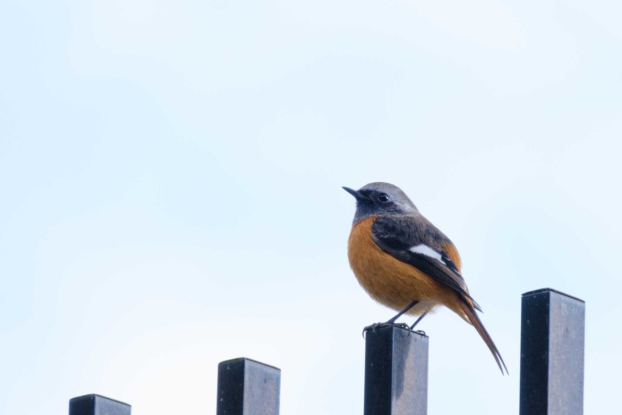 Daurian Redstart