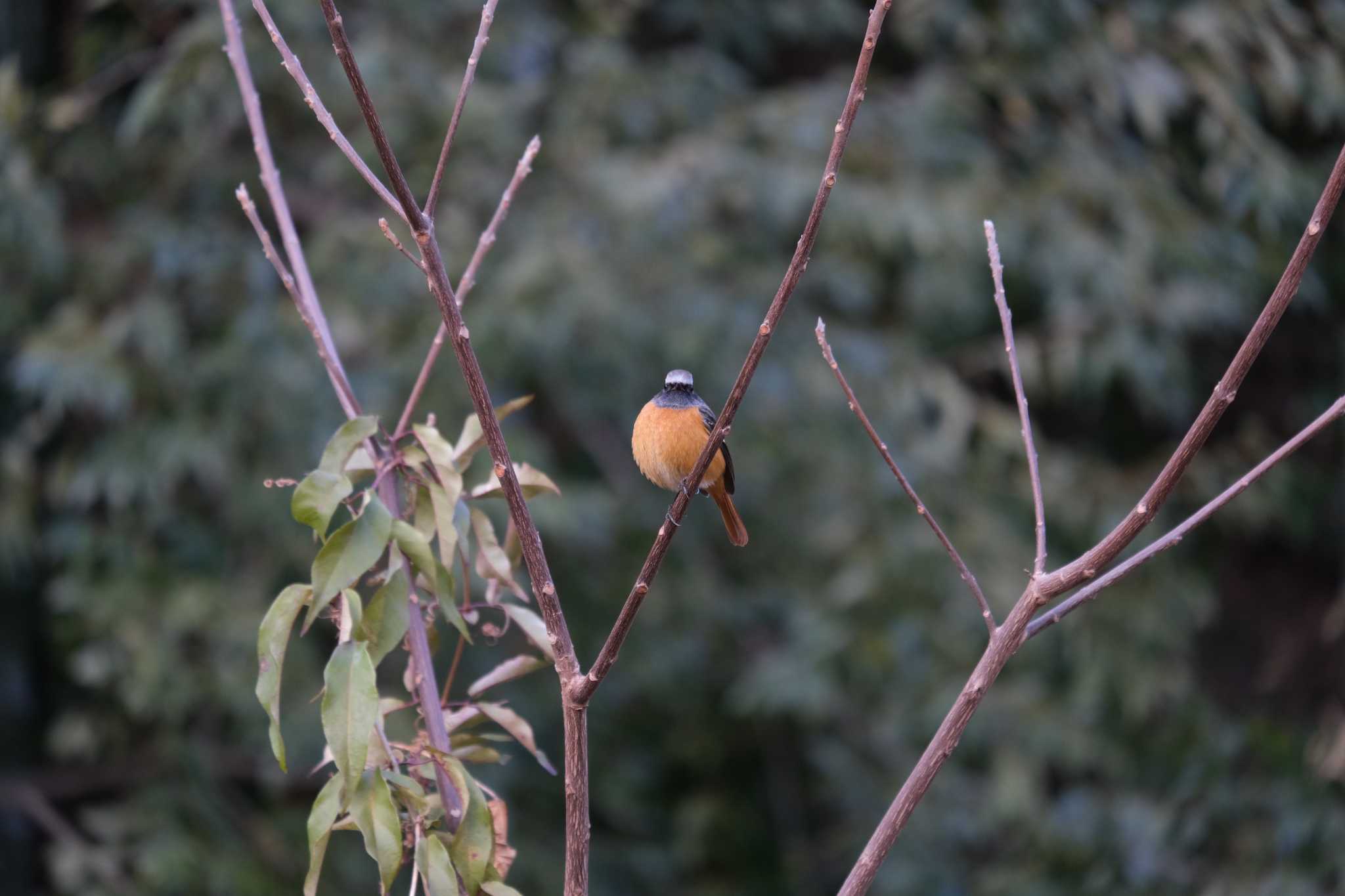 Daurian Redstart