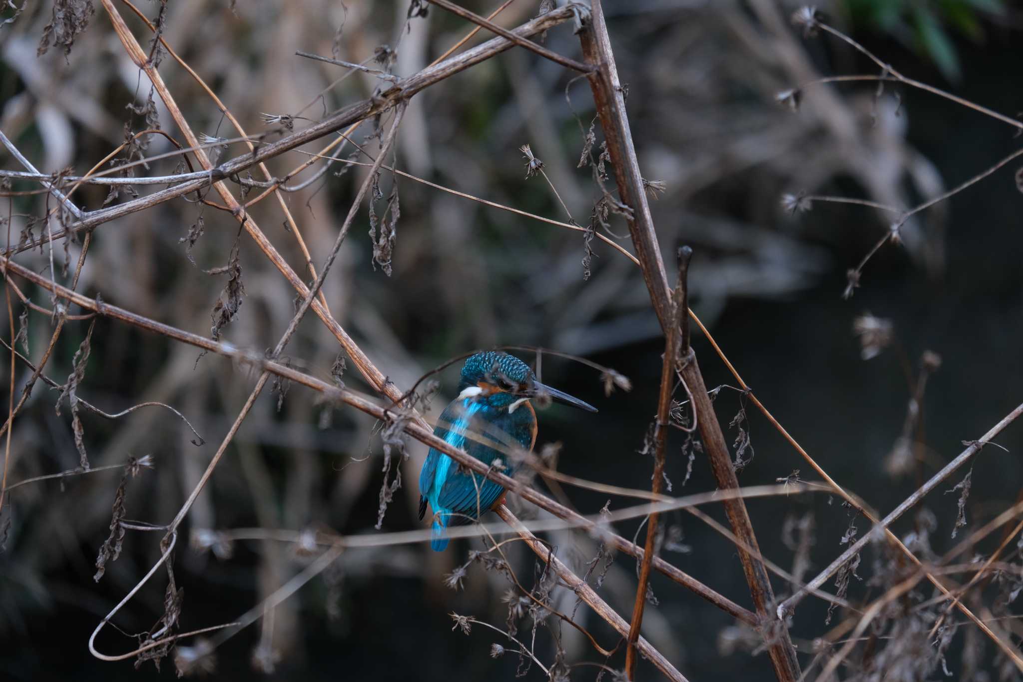 Common Kingfisher