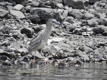 ゴイサギ 東京港野鳥公園 2019年5月12日(日)