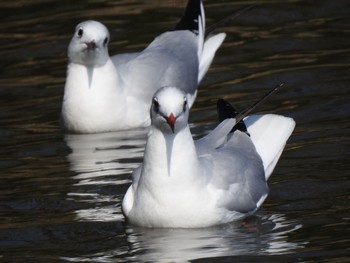 ユリカモメ 洗足池(大田区) 2019年3月2日(土)