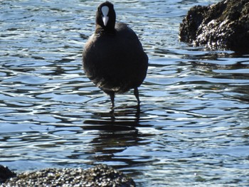 オオバン 東京港野鳥公園 2019年1月19日(土)