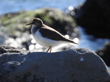 イソシギ 東京港野鳥公園 2019年1月19日(土)