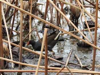 バン 上野恩賜公園 2019年5月11日(土)