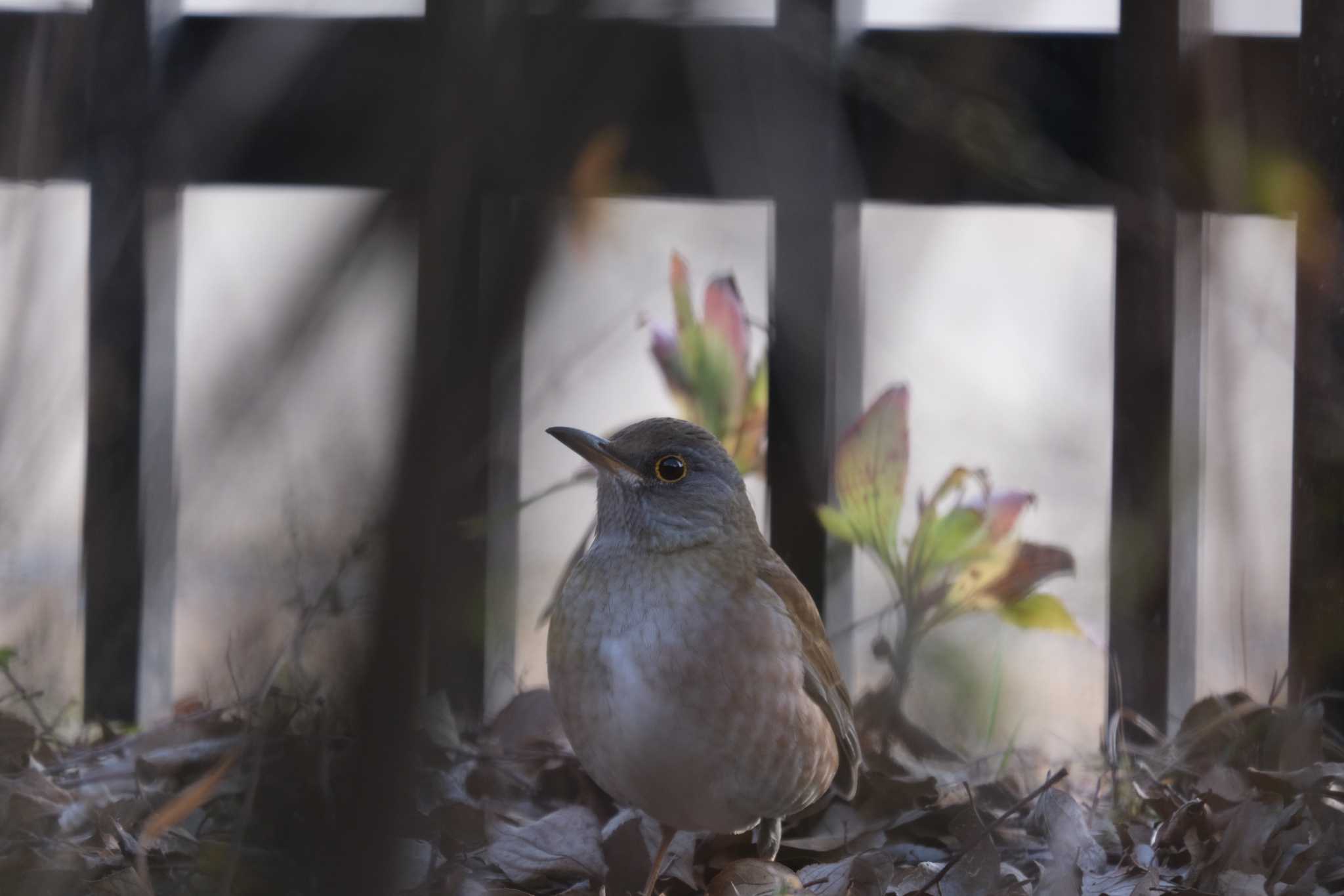 Pale Thrush