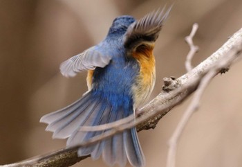 Red-flanked Bluetail Hayatogawa Forest Road Wed, 2/15/2023