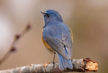 Red-flanked Bluetail Hayatogawa Forest Road Wed, 2/15/2023