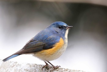 Red-flanked Bluetail Hayatogawa Forest Road Wed, 2/15/2023