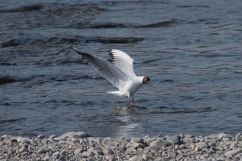 Black-headed Gull 神奈川ー東京の県境 Sun, 4/22/2018