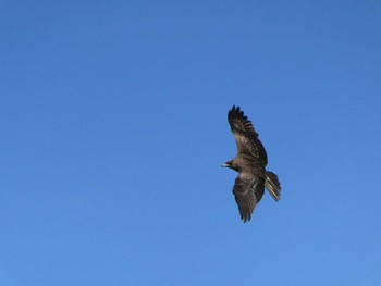 トビ 東京港野鳥公園 2022年12月25日(日)