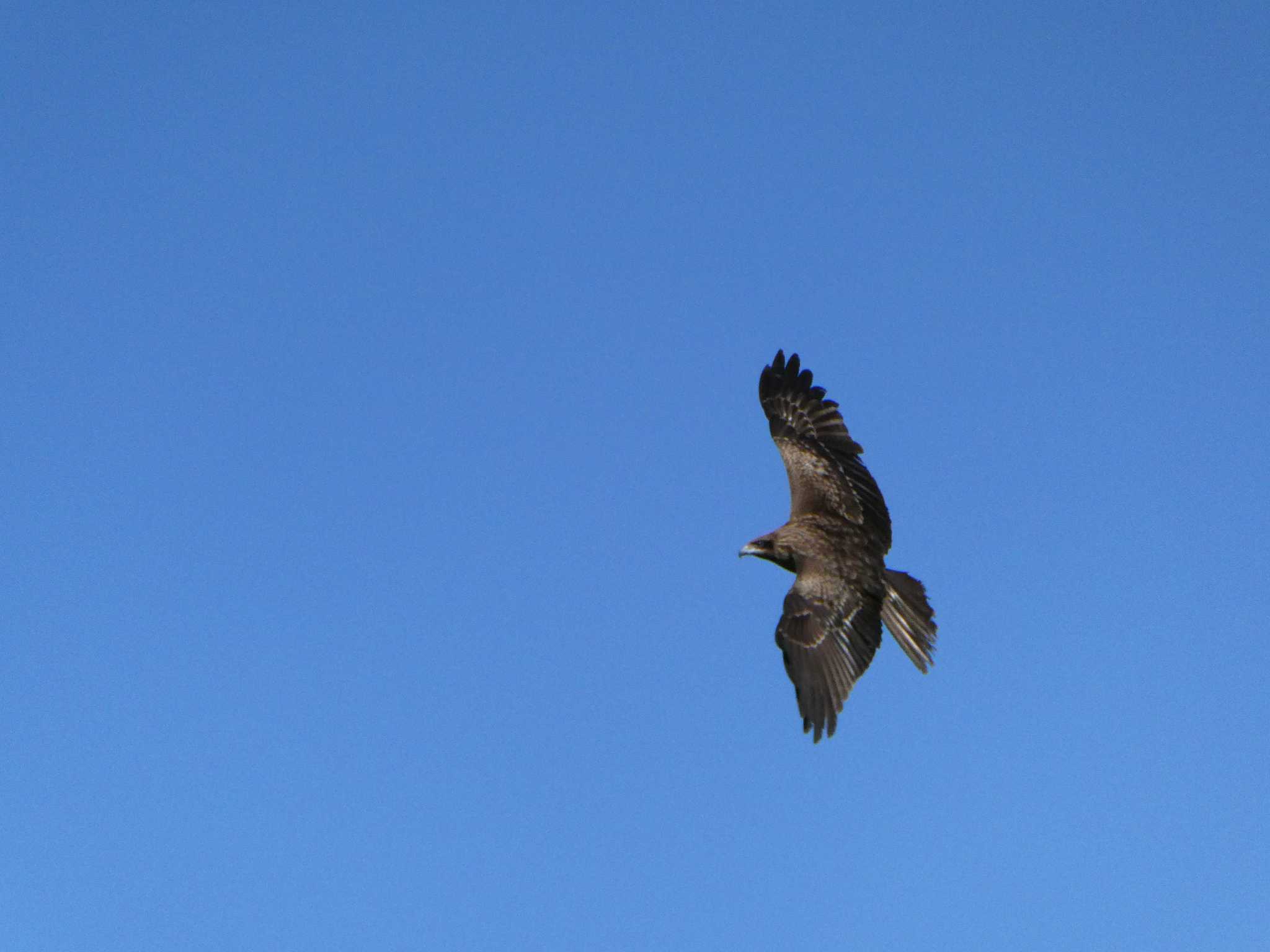 東京港野鳥公園 トビの写真 by ネジ