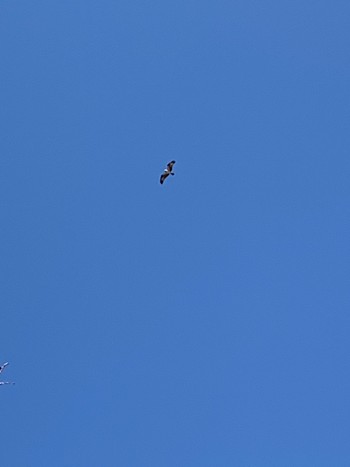 Osprey Showa Kinen Park Sat, 1/14/2023