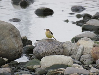 Grey Wagtail 多摩川(浅川合流付近) Sun, 11/20/2022