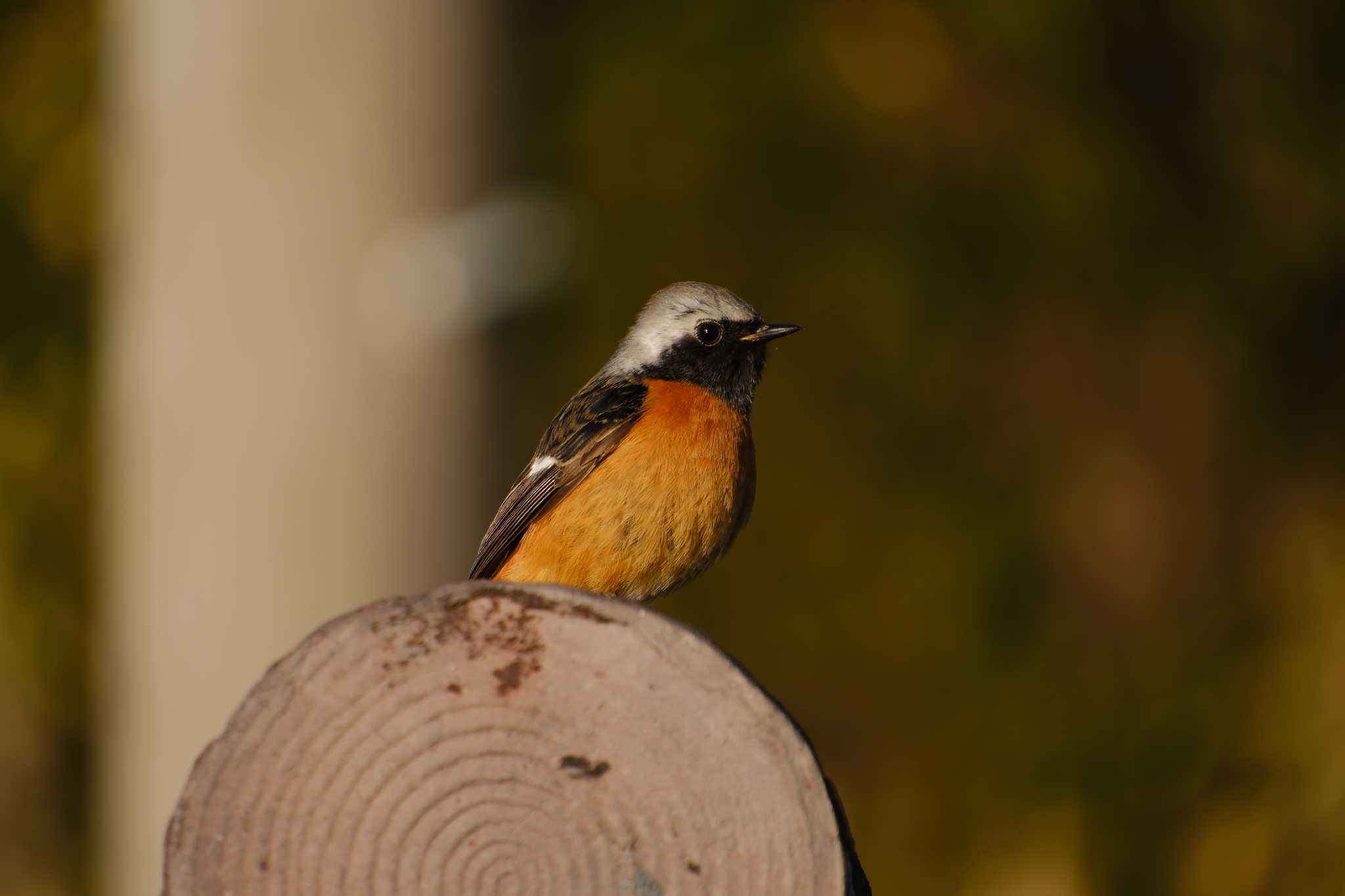 Daurian Redstart