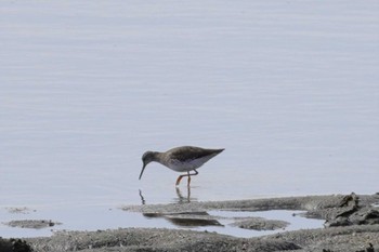 アカアシシギ 大阪南港野鳥園 2023年2月12日(日)