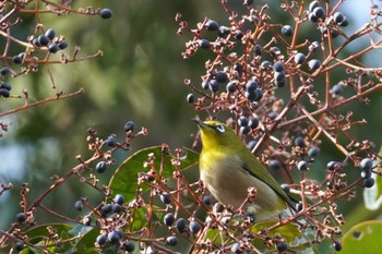 メジロ 大阪南港野鳥園 2023年2月12日(日)