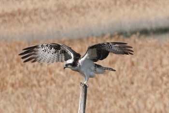 ミサゴ 大阪南港野鳥園 2023年2月12日(日)