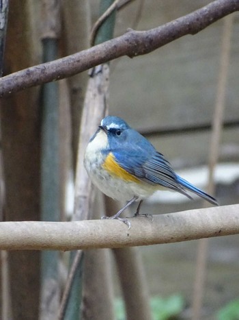 Red-flanked Bluetail 生田緑地 Wed, 2/15/2023