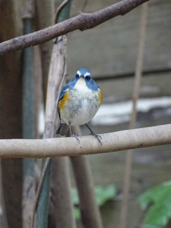 Red-flanked Bluetail 生田緑地 Wed, 2/15/2023