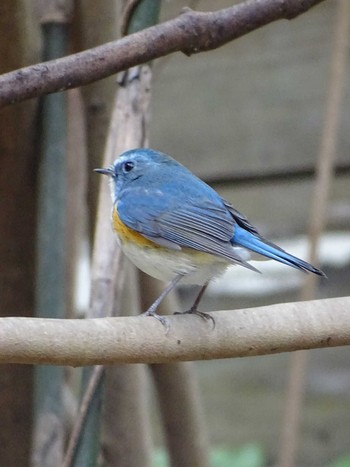 Red-flanked Bluetail 生田緑地 Wed, 2/15/2023