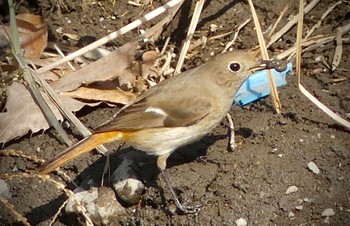 2023年2月12日(日) 浅羽ビオトープの野鳥観察記録