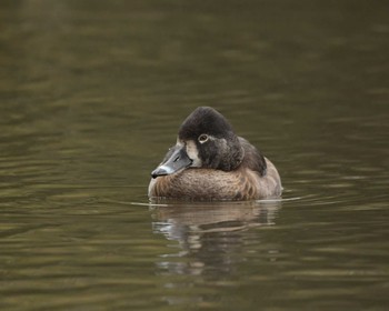 クビワキンクロ こども自然公園 (大池公園/横浜市) 2023年2月14日(火)