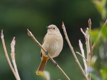 Daurian Redstart 鈴鹿青少年の森(三重県) Sun, 2/12/2023