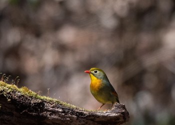 ソウシチョウ 柳沢峠 2018年4月22日(日)