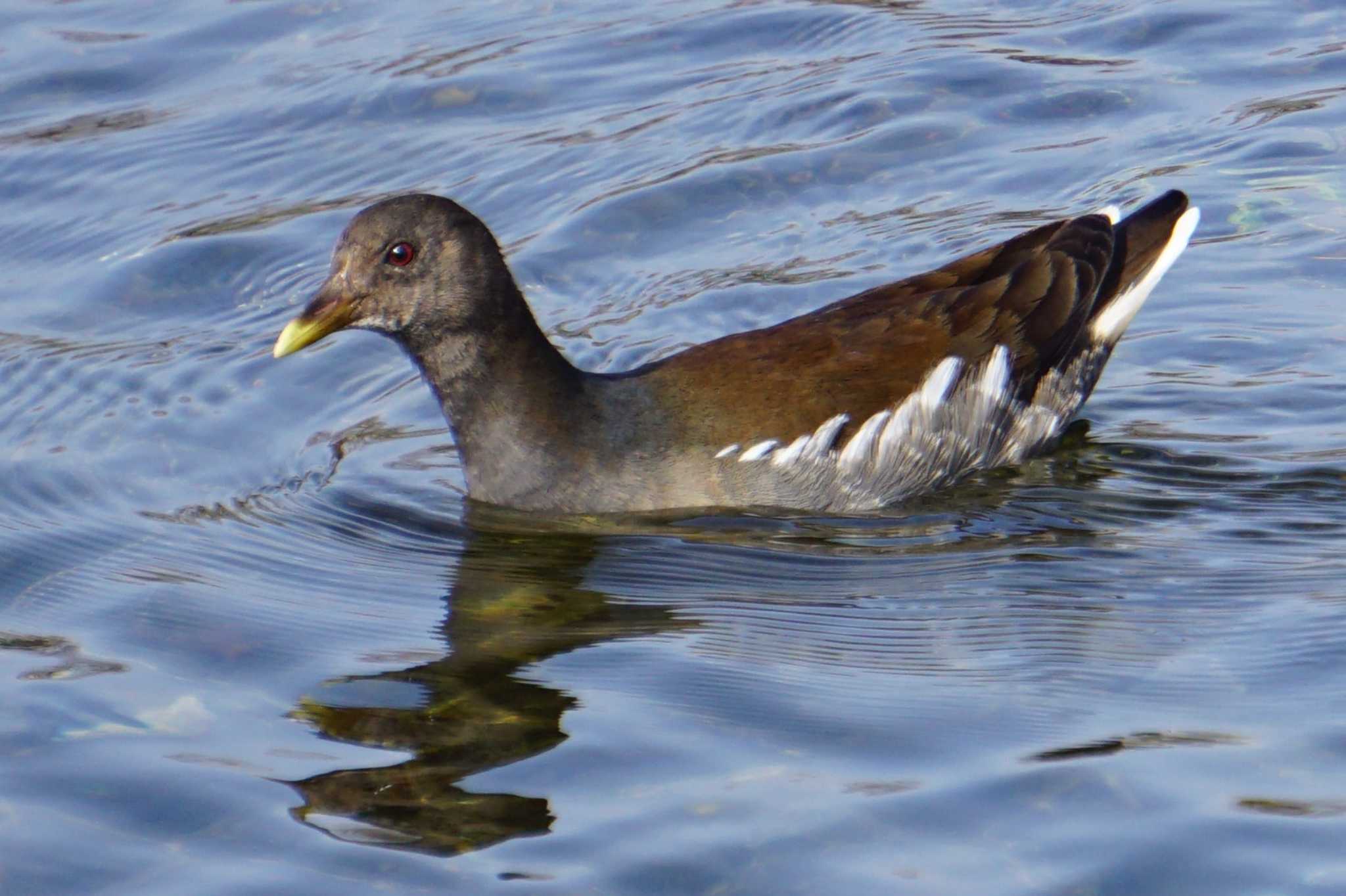 Photo of Common Moorhen at 江津湖 by Joh